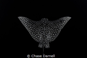 "Spread Your Wings"
This Eagle Ray let me get so close t... by Chase Darnell 
